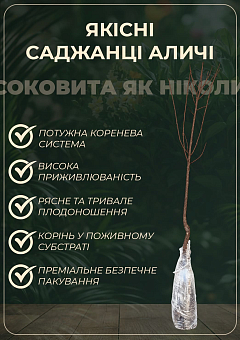 Алыча "Злато Скифов" (летний сорт, ранний срок созревания)6
