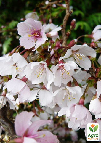 Сакура японская "Койо-но-май" (Prunus incisa Kojou-no-mai) вазон С2 - фото 2