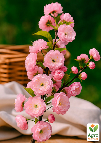 Декоративный Миндаль "Луизеания трехлопастная" - фото 4