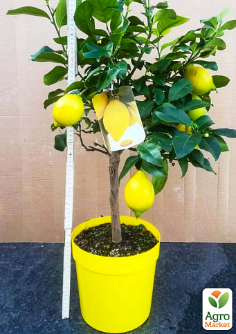LMTD Лимон на штамбе с плодом 5-и летний "Lisa" (высота 60-80см) - фото 2
