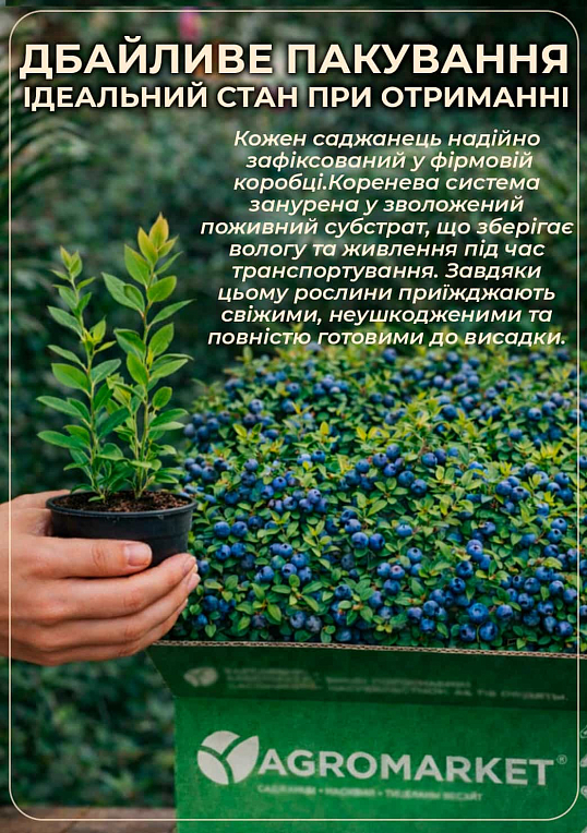 Эксклюзив! Голубика сочного синего блестящего цвета "Сладкий восторг" (Sweet Delight) (премиальный, сладкий, морозоустойчивый, высокоурожайный сорт)