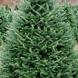Пихта Нордмана 3-х летняя (Abies nordmanniana) высота 20-40 см цена