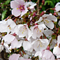 Сакура японская "Койо-но-май" (Prunus incisa Kojou-no-mai) вазон С2 купить