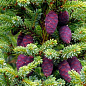 Ель Вильсона "Picea Wilsonii" (горшок P9)