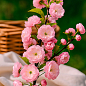 Декоративный Миндаль "Луизеания трехлопастная"