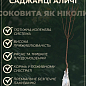 Алыча "Злато Скифов" (летний сорт, ранний срок созревания) цена