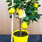 LMTD Лимон на штамбе с плодом 5-и летний "Lisa" (высота 60-80см) купить