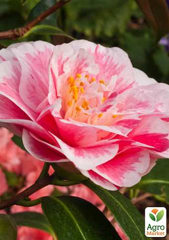 LMTD Камелия японская 2-х летняя "Lavinia Maggi" (высота 40-50см) - фото 5