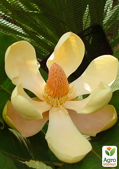 Магнолия Делавея (Magnolia Delavayi)1