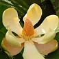 Магнолия Делавея (Magnolia Delavayi)
