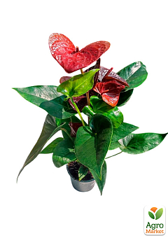 Антуріум (Anthurium) "Essencia" висота 40-50см30