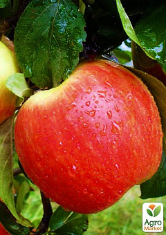 Яблуня "Ерлі мак" (осінній сорт, середній термін дозрівання)2