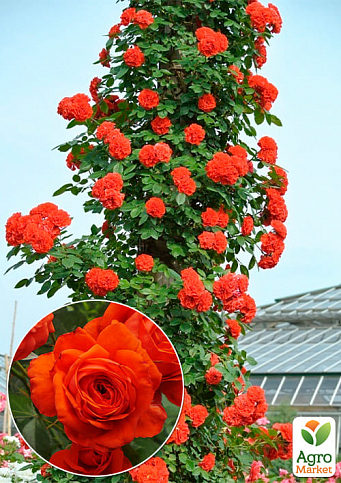 Ексклюзив! Троянда плетиста червоно-оранжевого відтінку "Міс флора" (Miss flora) (преміальний, посухостійкий, красивоквітучий сорт)