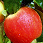 Яблуня "Ерлі мак" (осінній сорт, середній термін дозрівання)