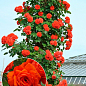 Ексклюзив! Троянда плетиста червоно-оранжевого відтінку "Міс флора" (Miss flora) (преміальний, посухостійкий, красивоквітучий сорт)