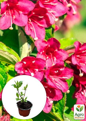 Вейгела квітуча 2-річна "Bristol Ruby" С1, висота 20-40см