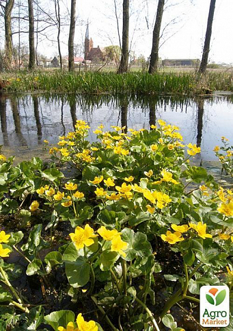 Калюжниця болотна Бухенвальд (жовта, висока) - фото 3