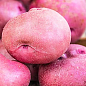 Картопля "Есмі" насіннєва рання (1 репродукція) 1кг