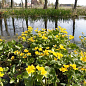 Калюжниця болотна Бухенвальд (жовта, висока) цена