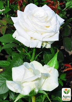 Ексклюзив! Троянда чайно-гібридна ідеально біла "Діамант" (Diamond) (саджанець класу АА +, преміальний чудово-ніжний сорт)2