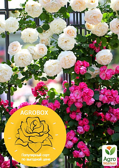 Эксклюзив! AGROBOX с саженцем плетистой розы крупноцветкового клаймбера2