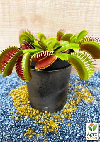 Венерина Мухоловка (Dionaea Muscipula)