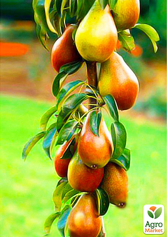 Груша колоновидна "Далікор" (великоплідний сорт, пізній термін дозрівання)