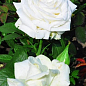 Эксклюзив! Роза чайно-гибридная идеально белая "Диамант" (Diamond) (саженец класса АА+, премиальный восхитительно-нежный сорт)