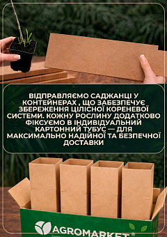 Альбіція 2-річна ленкоранська «Red Silk» (красиво квітуча, дуже ароматна) висота 70-100см1