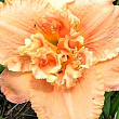 Лілійник "Pixie Parasol" 1шт в упаковці