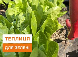 Як побудувати теплицю для зелені своїми руками - корисні статті про садівництво від Agro-Market