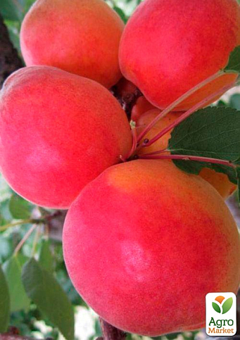 Абрикос "Ерлі Блаш" (літній сорт, ранньостиглий термін дозрівання) - фото 5