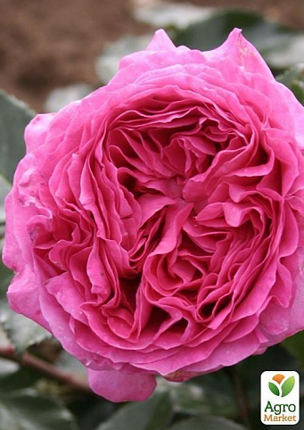Роза чайно-гибридная "Bernadette Lafont"