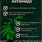 Актинідія 3-х річна аргута "Оригінальна" (міні-ківі, морозостійкий сорт) вазон С4, висота 85-110см купить