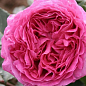 Роза чайно-гибридная "Bernadette Lafont"