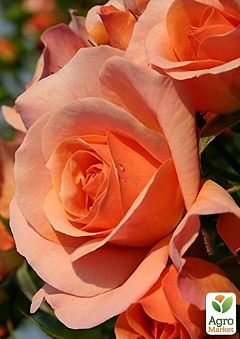 Роза флорибунда "Априкола" (саженец класса АА+) высший сорт1