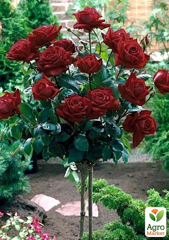 Троянда штамбова "Black Baccara" (саджанець класу АА+) вищий сорт - фото 2