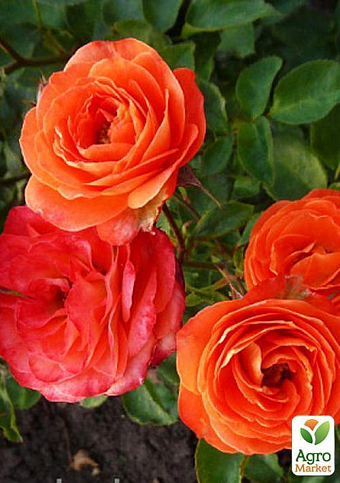 Роза миниатюрная "Тайфун" 