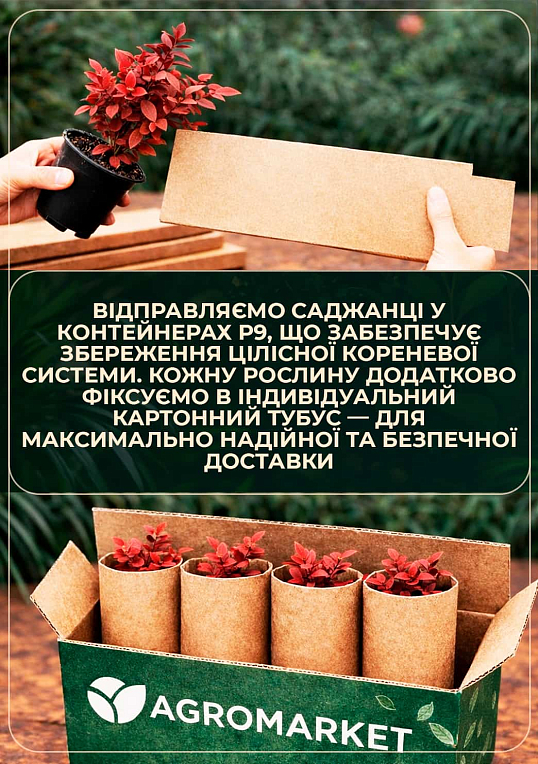 Барбарис середній Park Jewel (контейнер 1л, висота 10-12 см) - фото 3