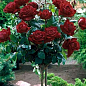 Троянда штамбова "Black Baccara" (саджанець класу АА+) вищий сорт купить
