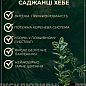 LMTD Хебе "Golden Katrina" висота 20-25см купить