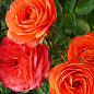 Роза миниатюрная "Тайфун" 