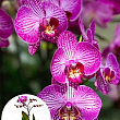Орхідея Міні (Phalaenopsis) "Tiger"