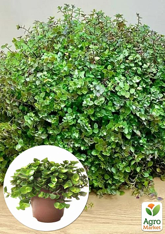 Каллизия ползучая "Repens Green" 