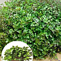 Каллизия ползучая "Repens Green" 