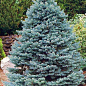 Пихта Аризонская голубая (Abies Lasiocarpa var arizonica) горшок P9