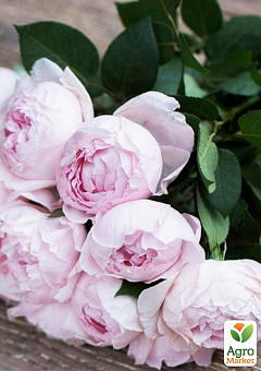 Роза флорибунда "Peony Pink"(Пиони Пинк)1