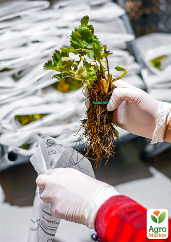 Клубника "Кабрилло" (Cabrillo) (ремонтантный, крупноплодный сорт) - фото 6