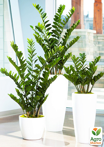 Замиокулькас (долларовое дерево)  h35-45см - фото 6