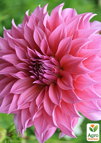 Георгина "Arthur Hambley" (гигантский цветок)